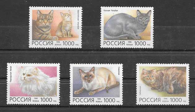 Sellos diversidad de gatos domésticos Rusia